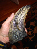 T-Rex Toe Claw Replica C224049