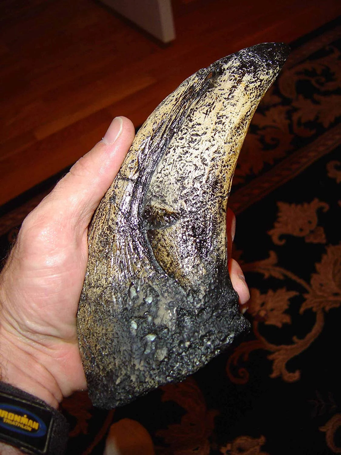 T-Rex Toe Claw Replica C224049