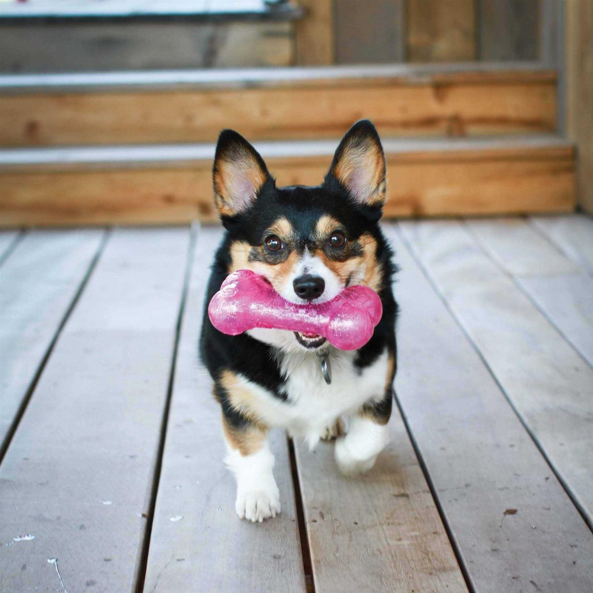 Bone Dog K258