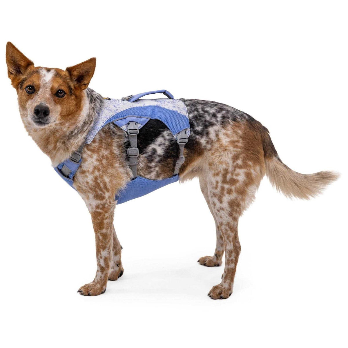 Dog Harness H626020