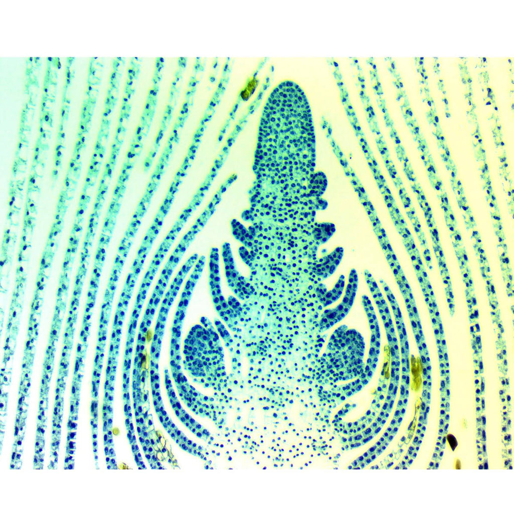 8MP USB3.0 Digital Microscope Camera with Calibration Slide G588201