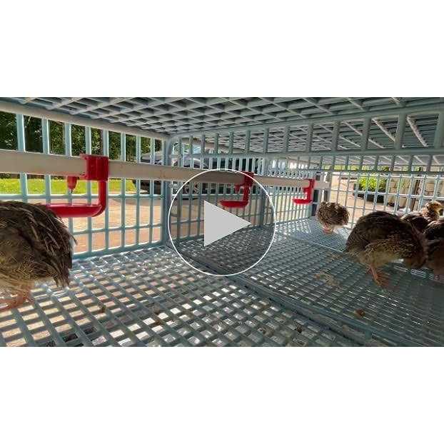2 Section Quail Cage S145723