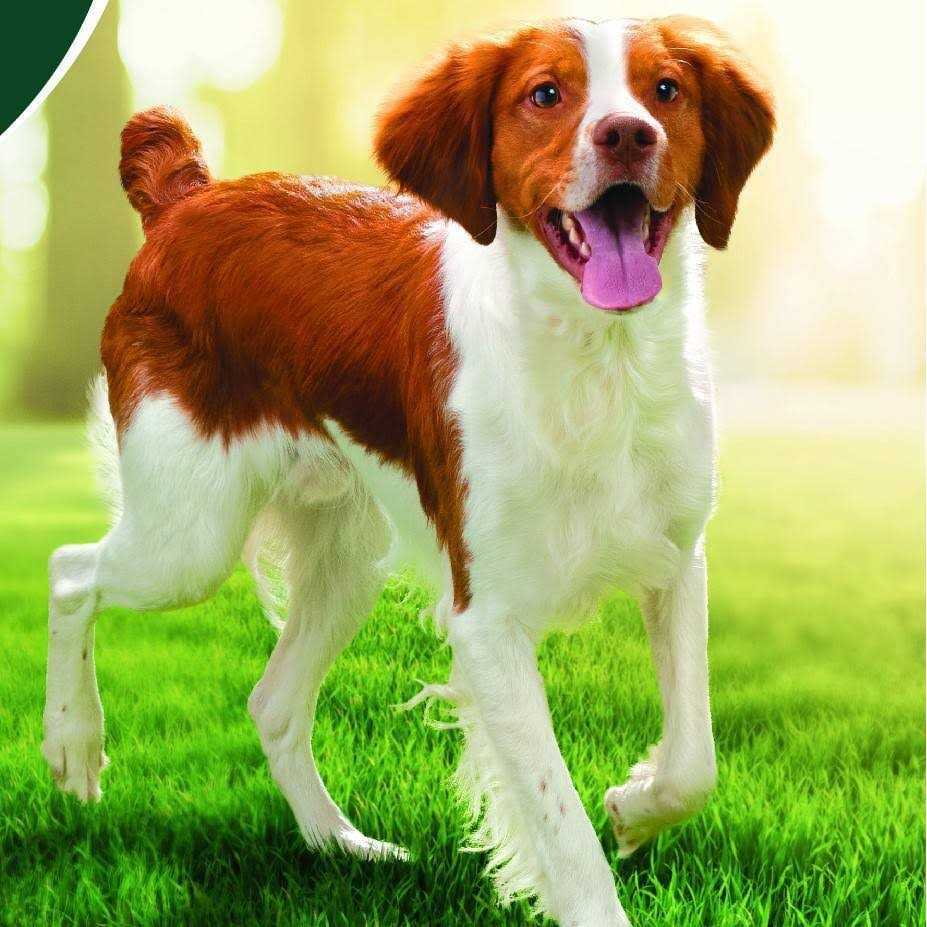 Chicken Superfoods Adult Dry Dog Food M427182