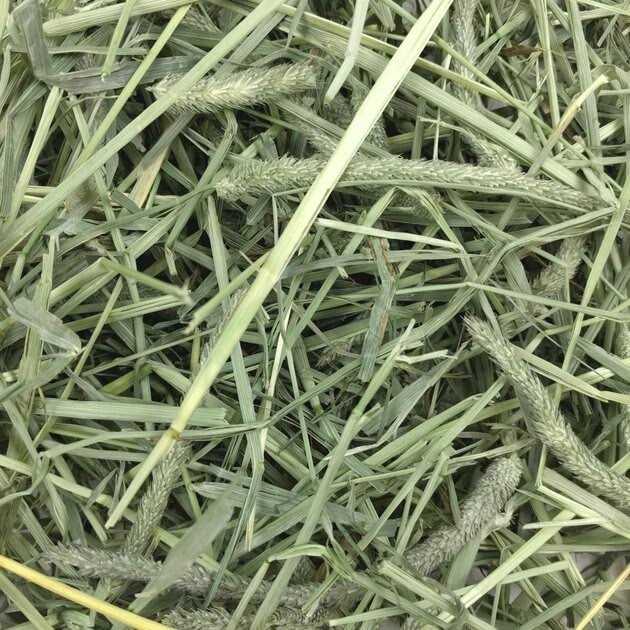 Western Timothy Hay W118